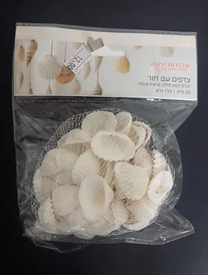 צדפות/צדפים עם חורים 20 מ"מ