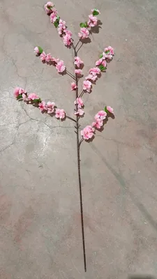 ענף שקדיה 110 ס"מ