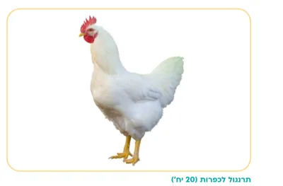 חיתוכים ליצירה מקרטון תרנגול <BR> 20 יח